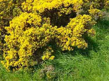 Gorse is nice to look at, nasty to touch